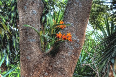 orquÃ­deas