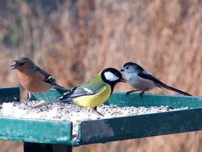 Bird Table