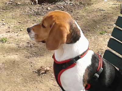 Beagle