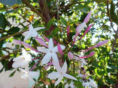 jasminum grandiflorum