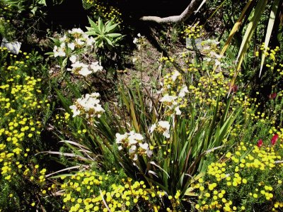 libertia formosa