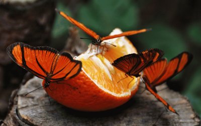 mariposas golosas