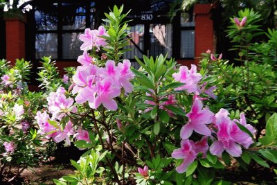 azaleas