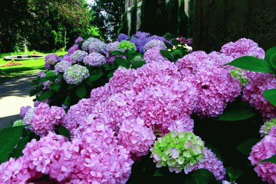 hortensias