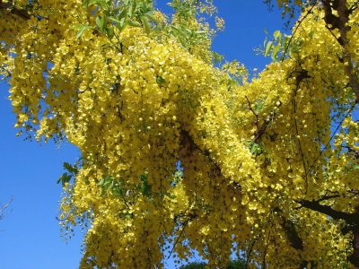 cassia fistula