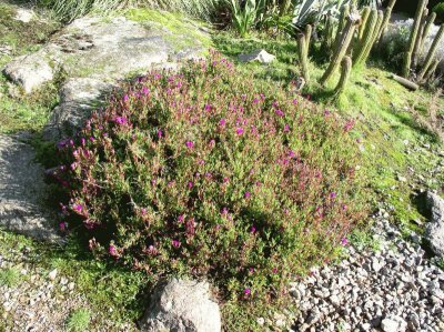 lampranthus zehyerii