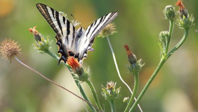 iphiclides podalirius