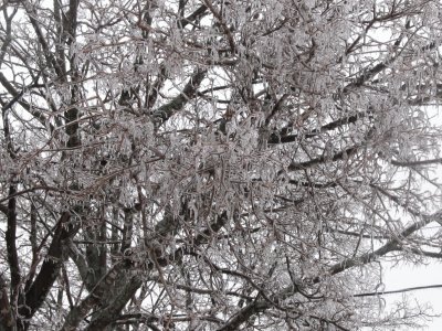 Trees covered in ice