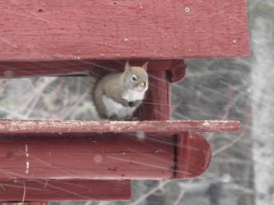 Little red squirrel wishing for spring