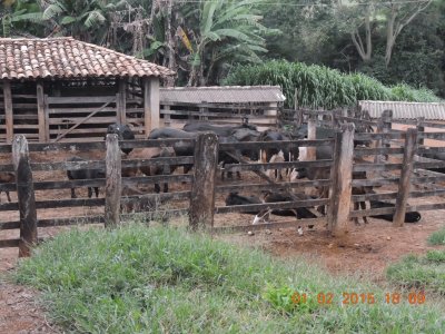 Curral de gado