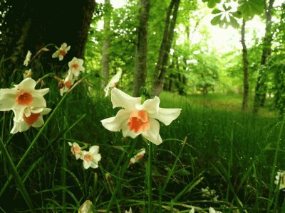 narcisos