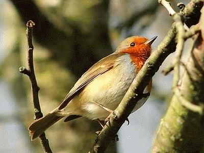 A Colwick Robin