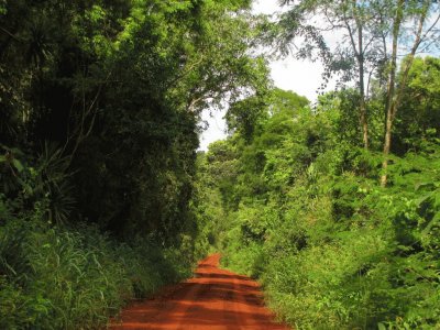 En la selva misionera. Argentina