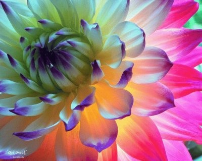 Colorful Dahlia