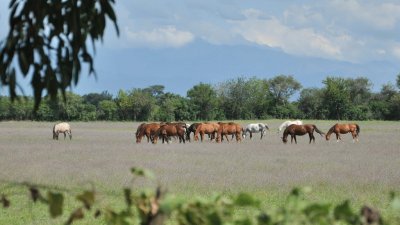 En el Valle de Lerma. Salta. Argentina