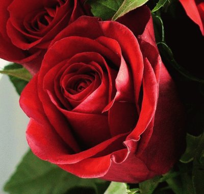 rosas rojas