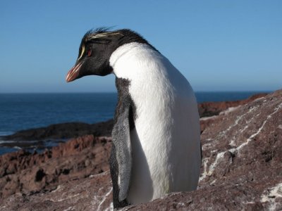 pingÃ¼ino de penacho