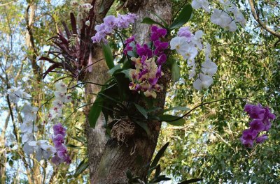 orquÃ­deas