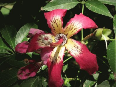 flor de palo borracho