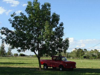 En el campo entrerriano. Argentina