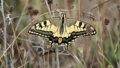 papilio machaon