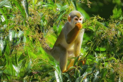 Macaco de Cheiro