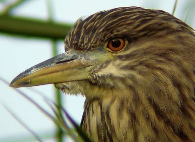 garza bruja