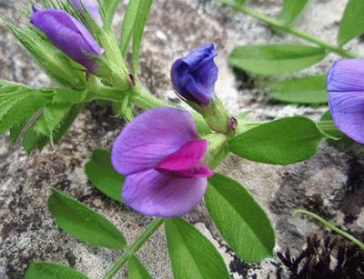 flor de arveja