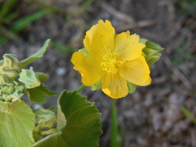 flor silvestre