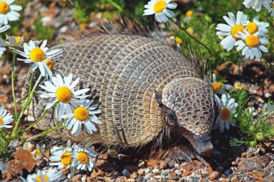 armadillo entre margaritas