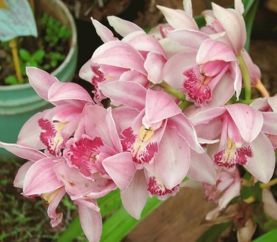 cymbidium