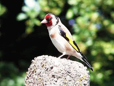 Goldfinch