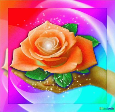 Colorful Rose