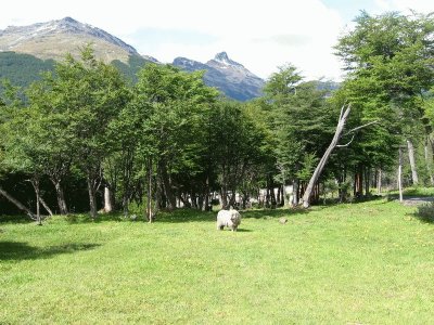 En Tierra del Fuego. Argentina