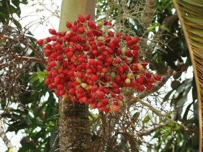 frutos de palma