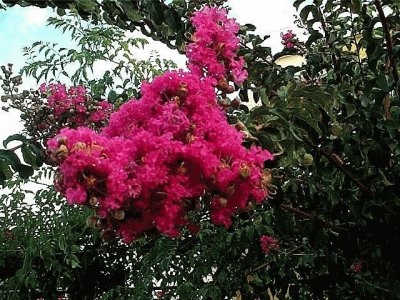 lagerstroemia indica (libustremia)