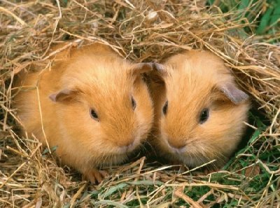 cavia