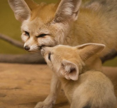 fennec