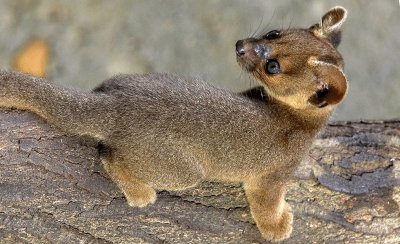 fossa