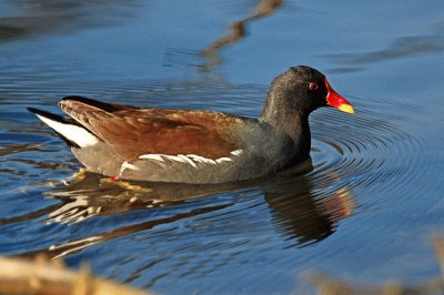 gallinella d 'acqua