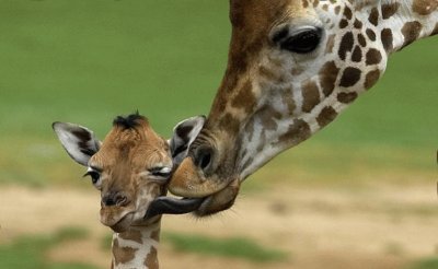 giraffa