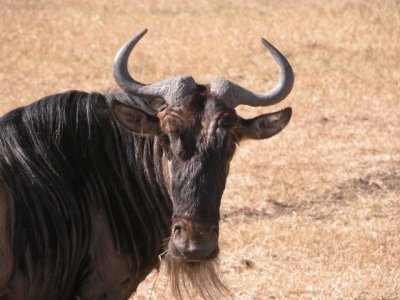 gnu