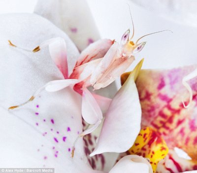 orchid mantis