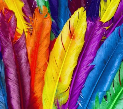 Amazing Colorful Feathers