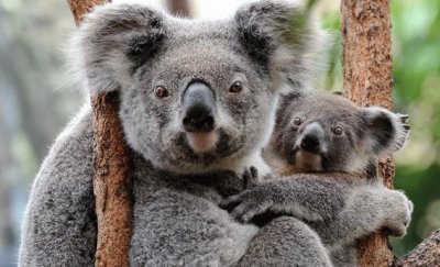 koala