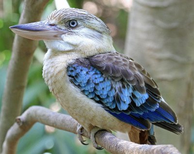 kookaburra