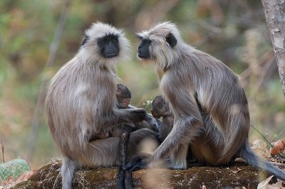 langur