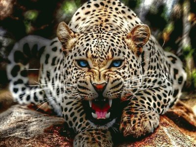 leopardo