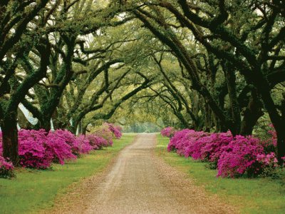 Tree Lined Driveway-Mississippi