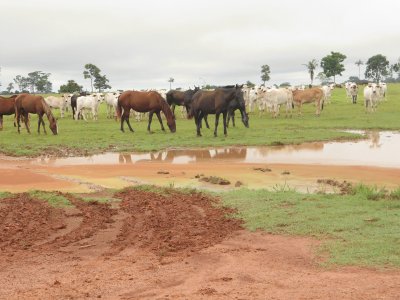 Vacas e Cavalos Pastando